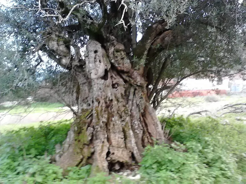 Appartement Evangelia Agia Efimia