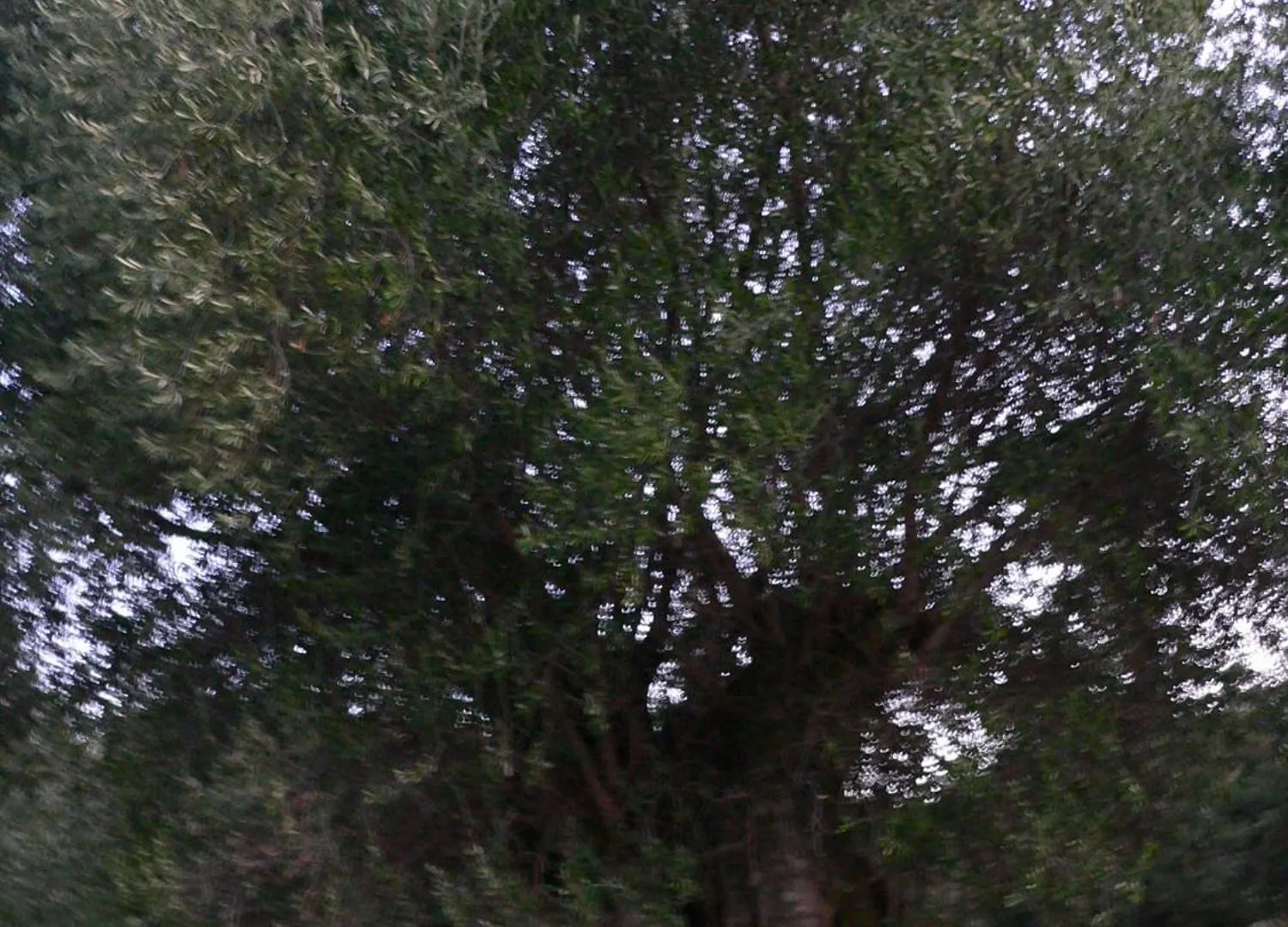 Evangelia Agia Efimia